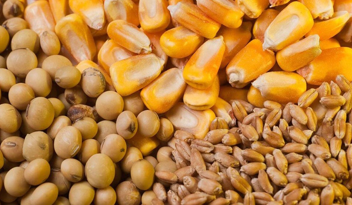 مجوز واردات ۵.۵ میلیون تن نهاده‌های دامی از ستاد تنظیم بازار اخذ شد