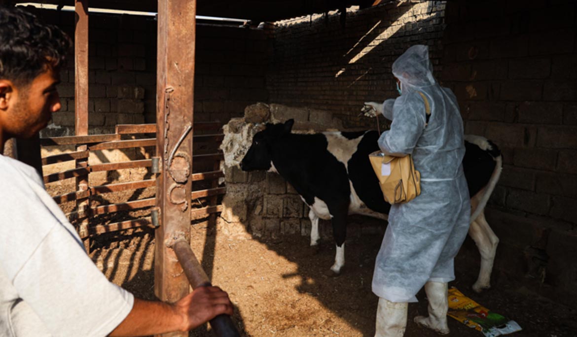 واردات ۲.۵ میلیون دُز واکسن تب برفکی/شناسایی ۵۰۷ کانون بیماری