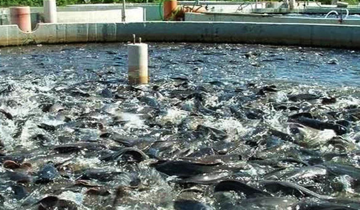 رشد دو برابری اجرای طرح های شیلاتی با همکاری بنیاد برکت