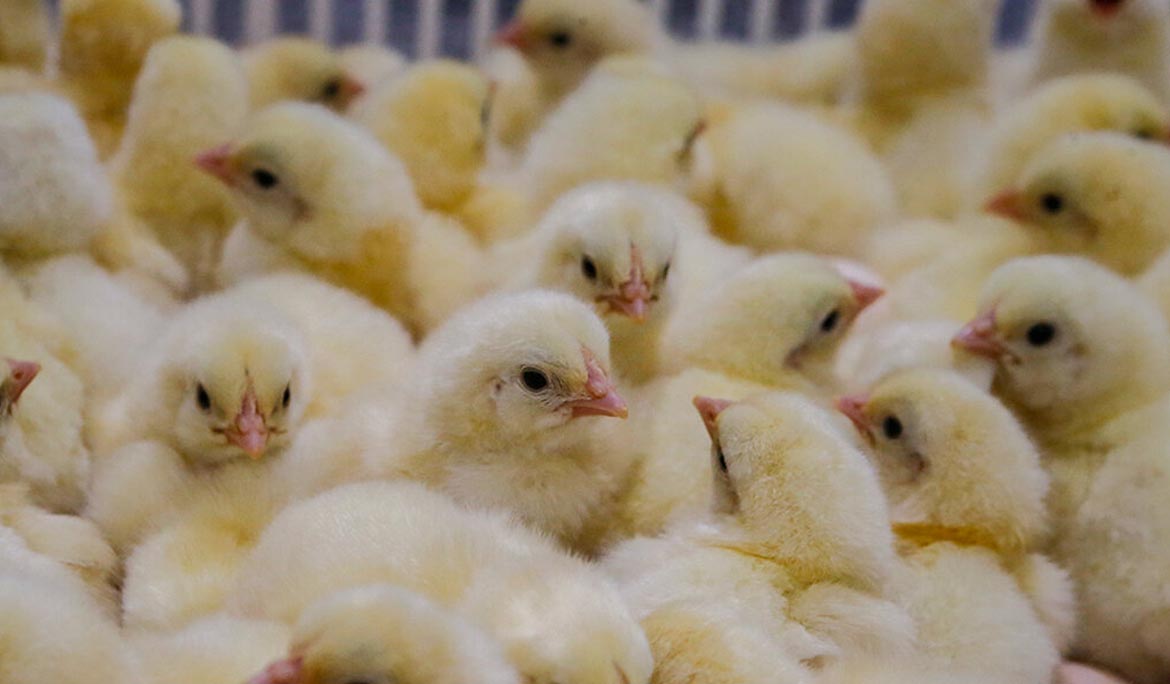 کمبود نهاده، جوجه یک روزه را ارزان کرد